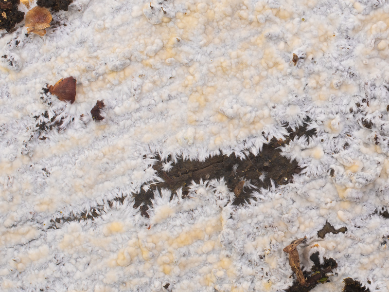 Vesiculomyces citrinus